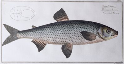 Salmon: pub. by Black, c.1790 by Andreas Ludwig Kruger